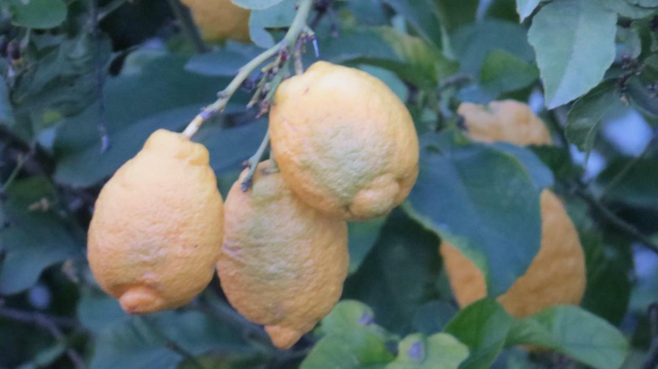 AdegaMonte Madalena别墅 外观 照片